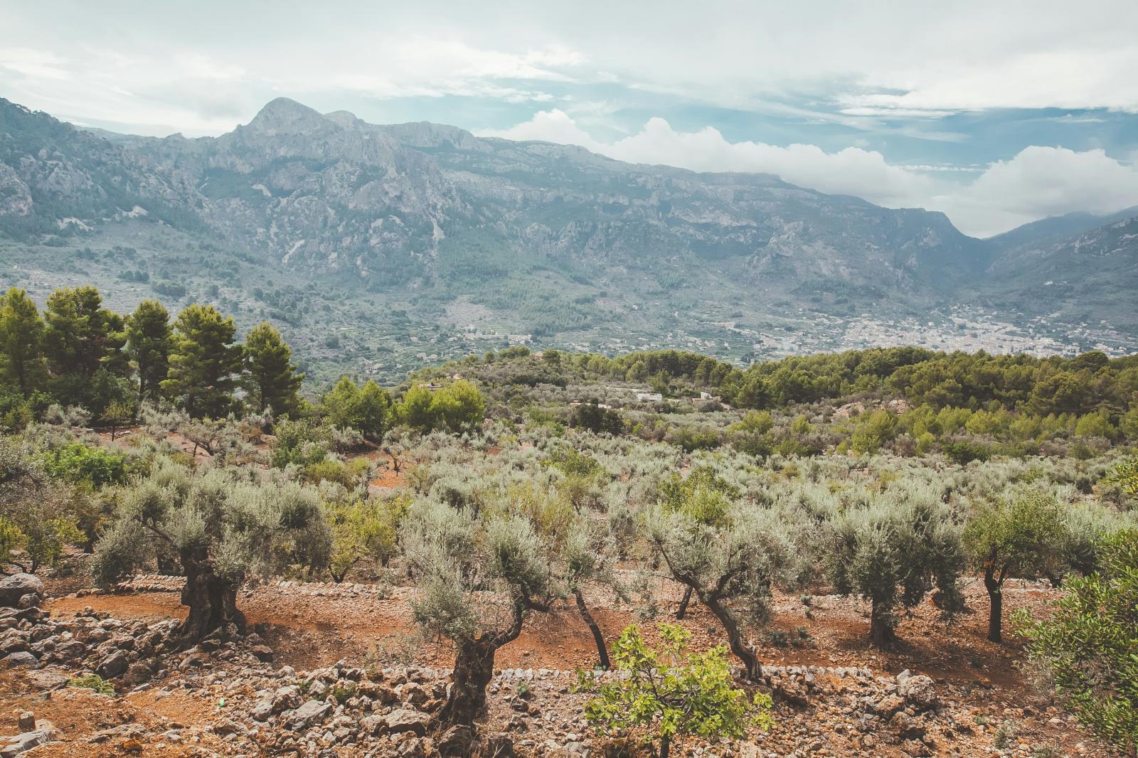 Circuit randonnée à Majorque autour de Sóller et dans la Tramuntana